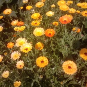 MĚSÍČEK LÉKAŘSKÝ – calendula affcinalis