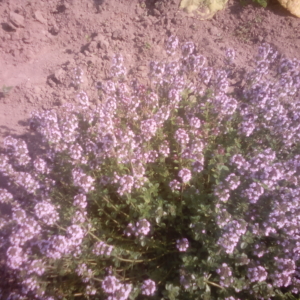 MATEŘÍDOUŠKA OBECNÁ – thymus serpyllu